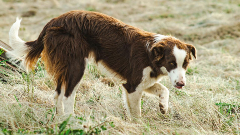 The dog habits that feel small until they suddenly don’t