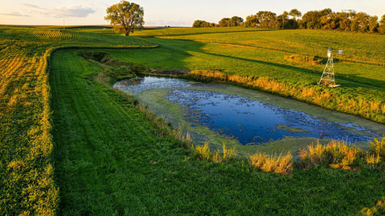 Signs your pond is drawing the wrong kind of attention