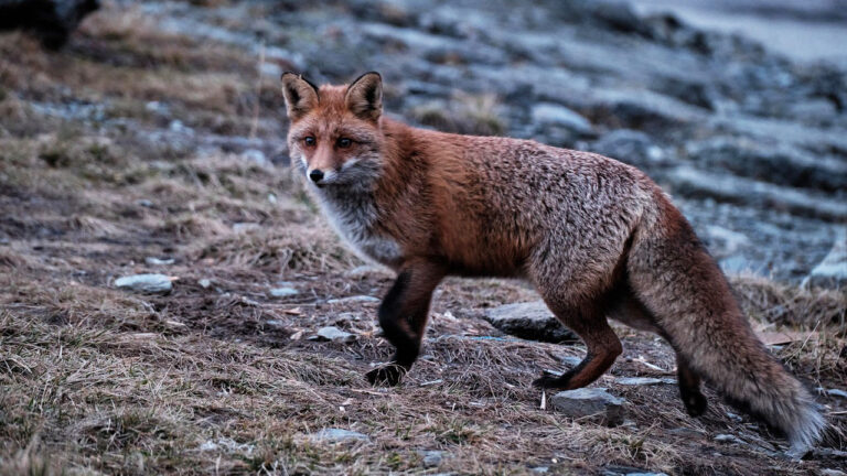 The predators most likely to show up on trail cams near town