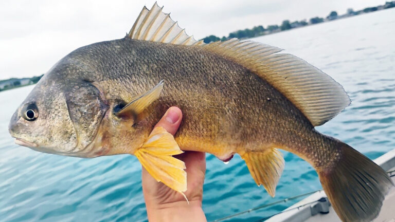 15 surprising facts about freshwater drum