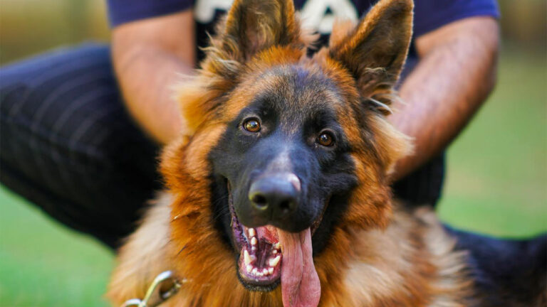 Dog breeds that bond hard and guard even harder