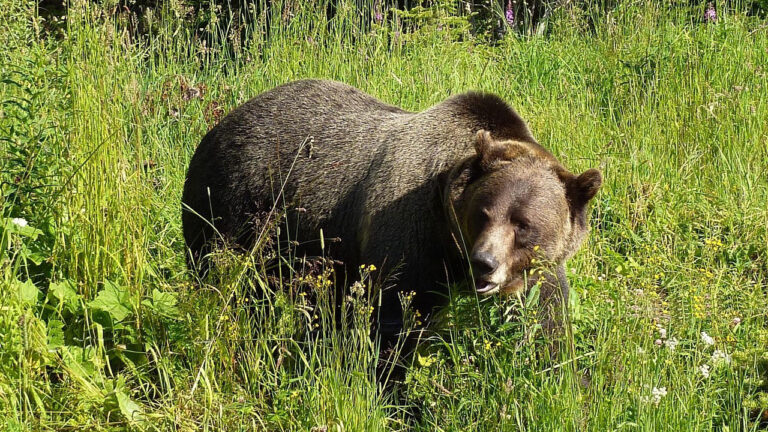 Animals that keep showing up where hikers least expect trouble