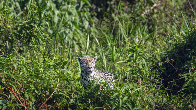 The predators that follow you longer than you realize