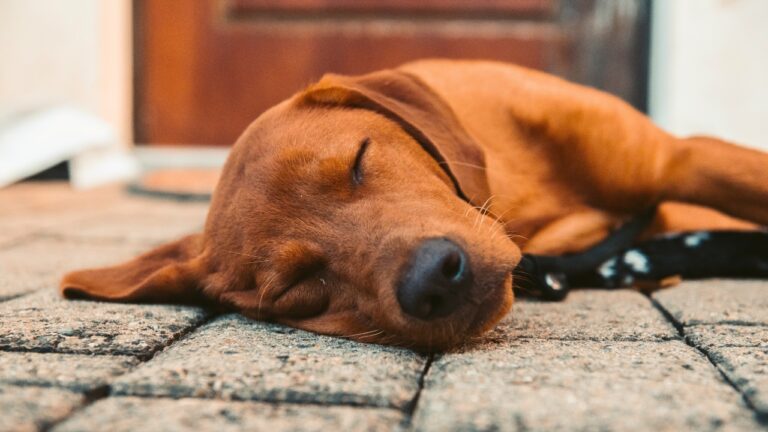 What it means when your dog suddenly stops sleeping in its usual spot