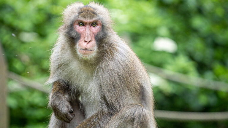 The animals that go silent right before they attack