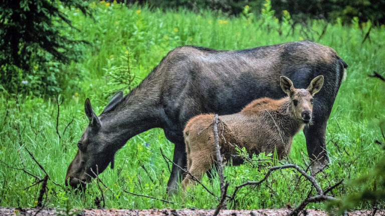 Hunter says his buddy fired at what he thought was a grouse in the brush — and then a moose calf stepped out with an angry cow right behind it on a cliffside trail