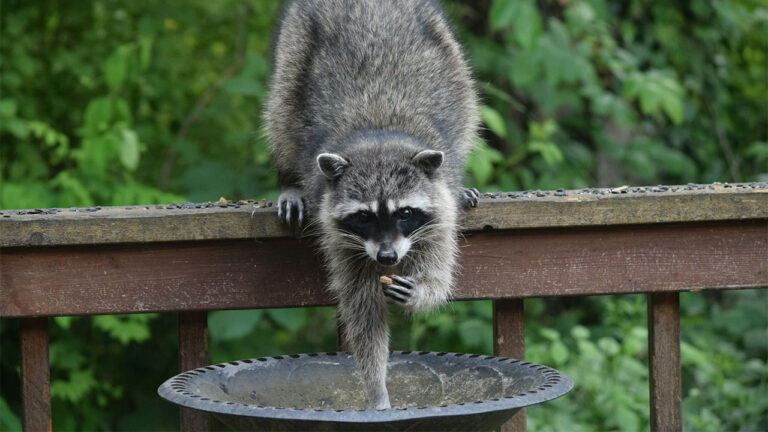 The wild animals most likely to test fences, screens, and weak doors