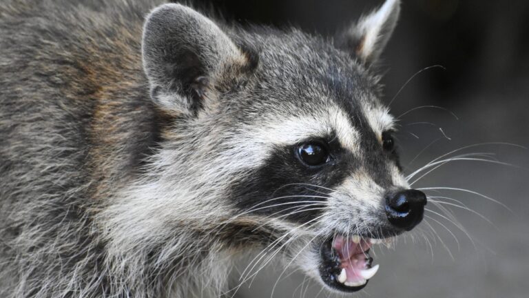 The animals that look harmless until they feel cornered