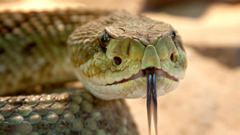 The places where venomous snakes keep turning up around everyday life