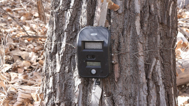 Hunter says he found his trail camera destroyed on public land — and it looked like someone hacked at the tree to get it off