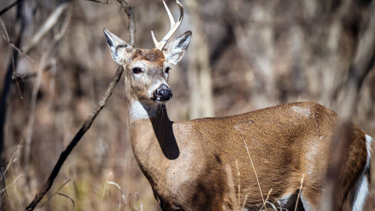 Wild animals that look harmless right up until they close distance