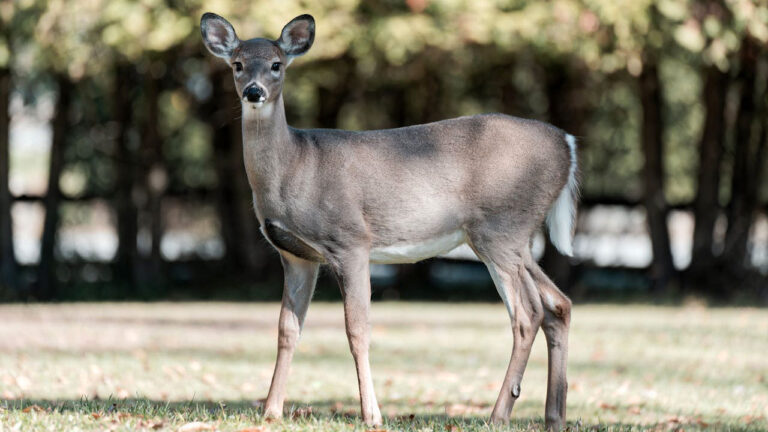 15 states where deer hunting is trending toward smaller properties