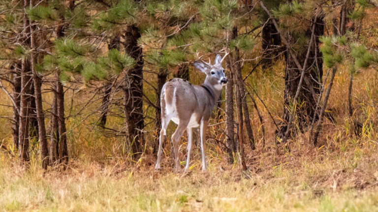 What usually happens when a deer dies across the property line