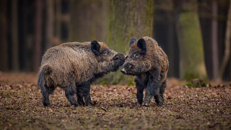 U.S. states where feral hog damage is getting harder for landowners to ignore