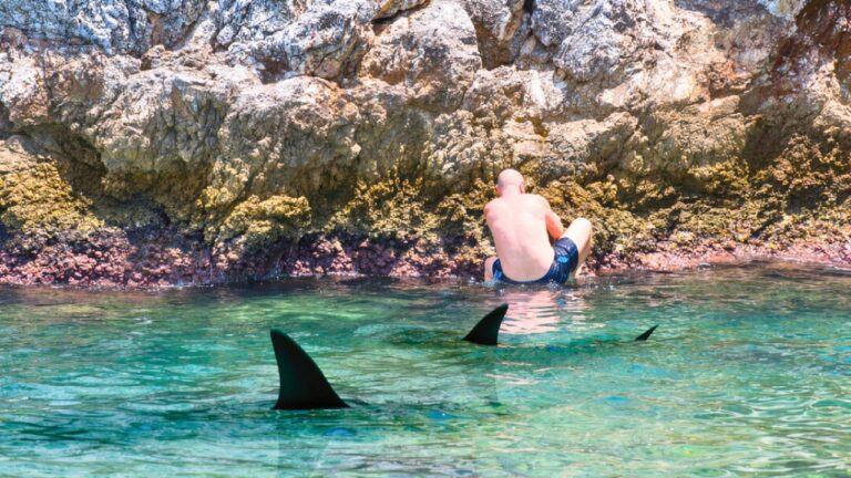 Fisherman says he was waist-to-chest deep in Charlotte Harbor for hours — and a bull shark kept circling close enough that he finally smacked it across the back with his rod