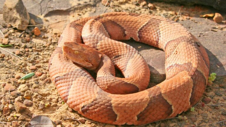 The signs a copperhead is closer than you think