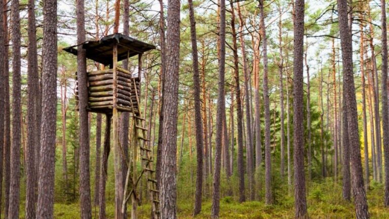 What Happens When You Keep Hunting the Same Stand