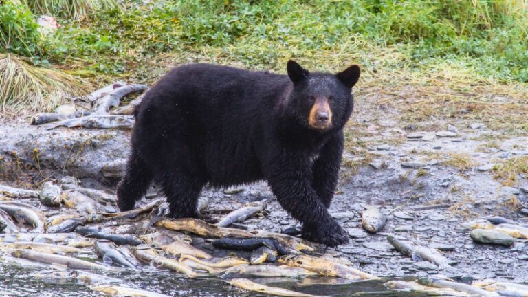 If a black bear keeps approaching, this is the mistake that gets people hurt