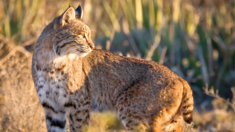 The signs a bobcat has been hanging around your property