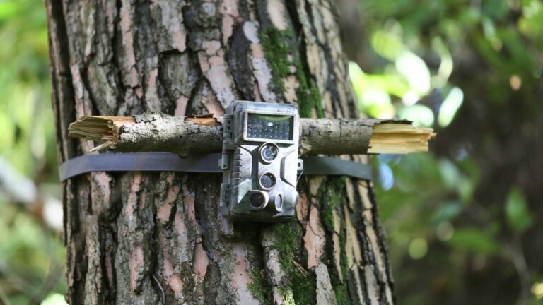 What your trail camera photos might be telling you about predator pressure