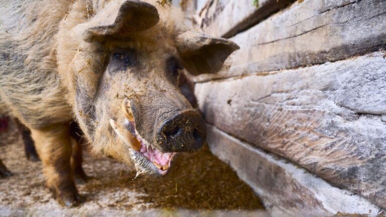 The warning signs a feral hog problem is about to get worse