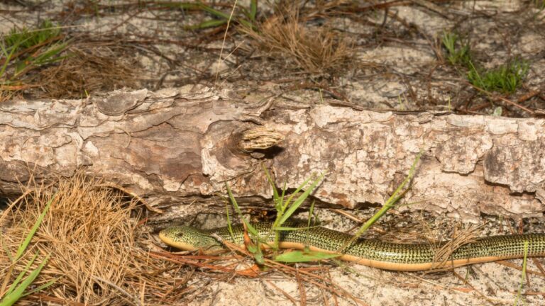 The signs a snake is using your brush pile for cover