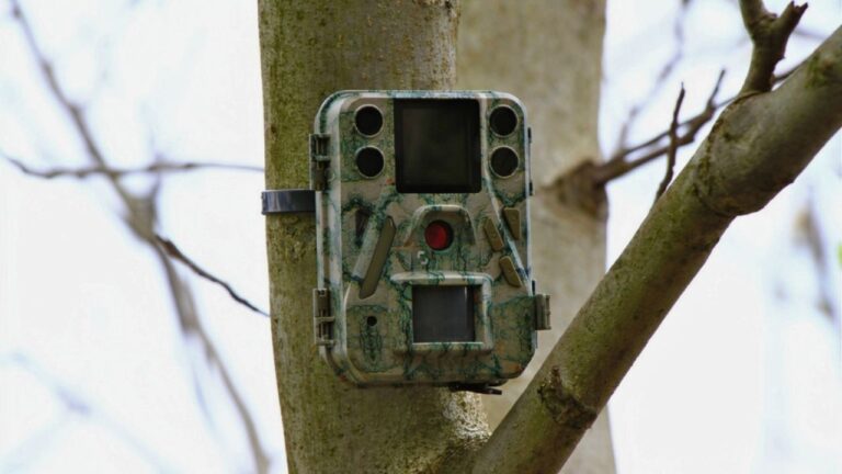 Mistakes People Make After Finding a Trail Camera That Isn’t Theirs