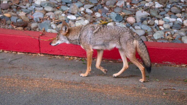 The signs coyotes have gotten comfortable way too close to the house