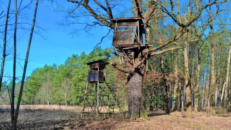 Landowner says he found a tree stand bolted onto his property — and now he is trying to figure out whether taking it down could get him in trouble too