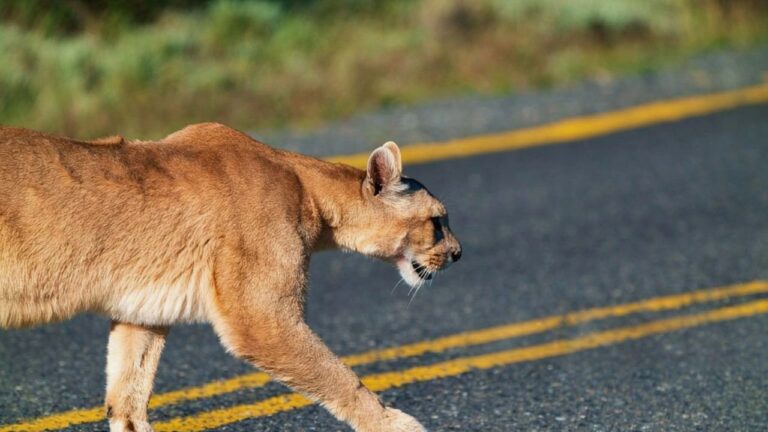 The signs a mountain lion has been using the same trail as you