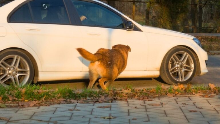 What your dog may be picking up before you ever see the predator