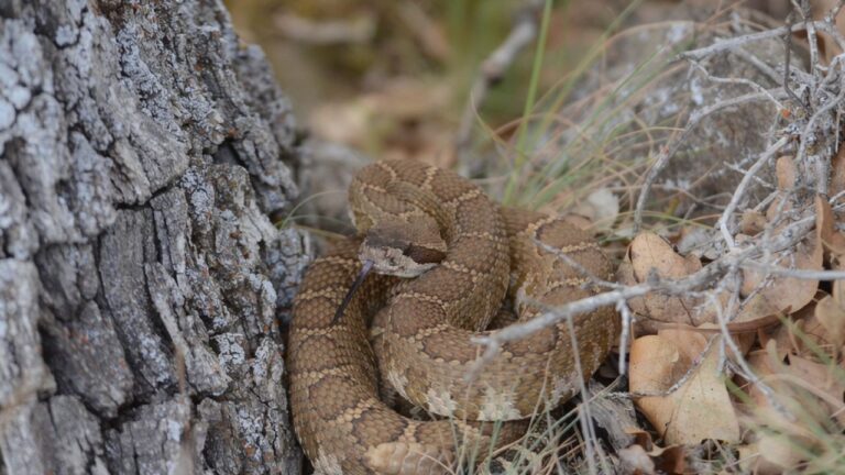 The signs a rattlesnake is about to stand its ground