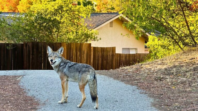 The places where coyotes are getting bolder than most people realize