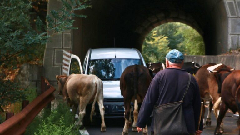 Hunter says he was belly-crawling on pronghorn when 500 cows suddenly came storming at him — and then they followed him two miles back to the truck, charging on and off the whole way