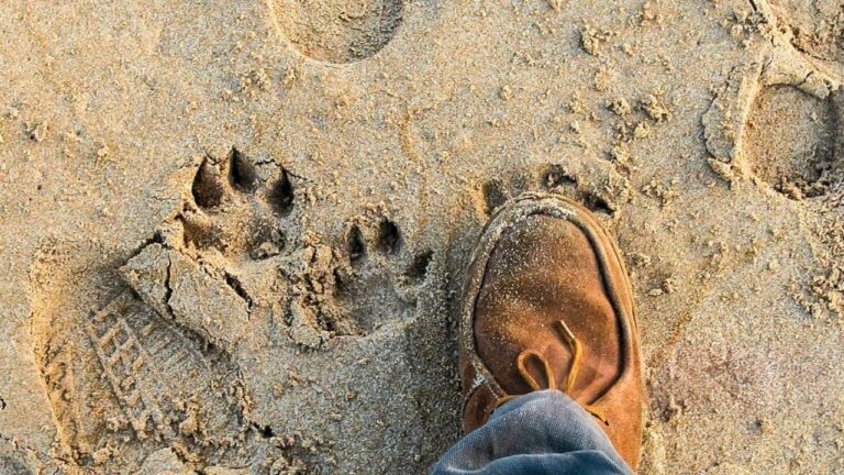 Hunter says he walked up a logging road in Washington before daylight — and when he came back less than 20 minutes later, fresh mountain lion tracks were laid right over his own