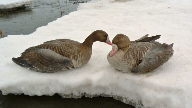 Hunter says two snow geese dropped into the middle of a freezing channel at high tide — and by the time he dragged himself back to the car, he was talking himself out of cutting his waders off with a knife