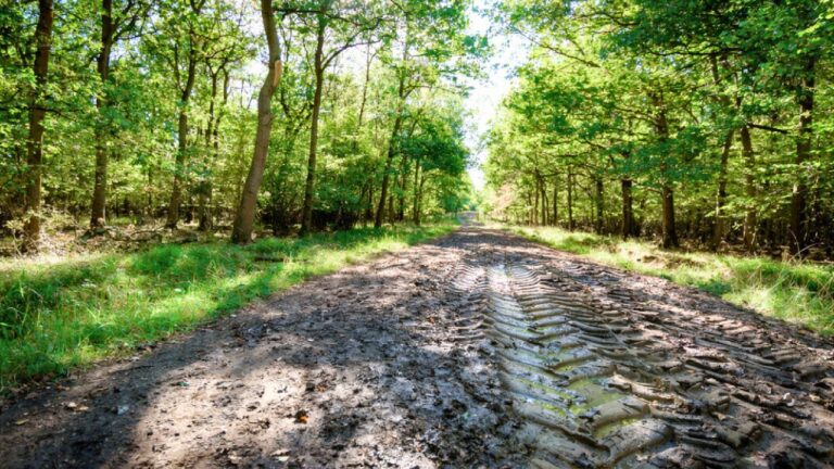 Signs Someone Is Using Your Hunting Land Without Permission