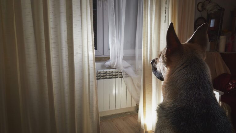 Why some dogs won’t stop checking the windows at night