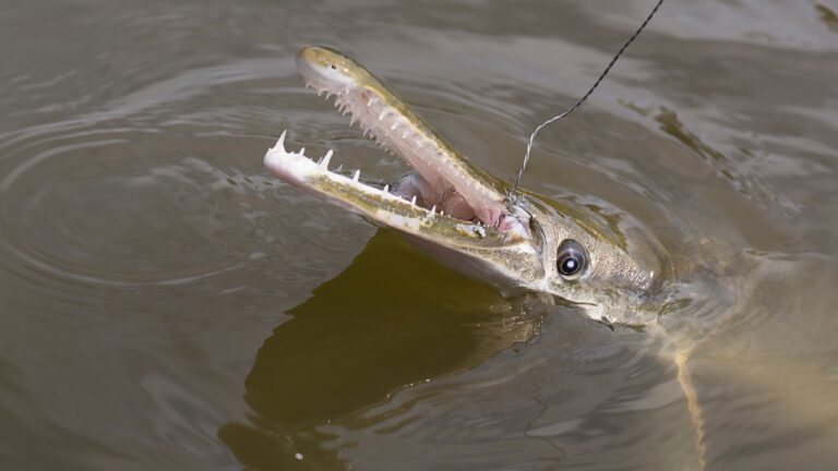 Man Says His Monster Alligator Gar Catch Turned Into a Fight Over One of America’s Most Misunderstood Fish