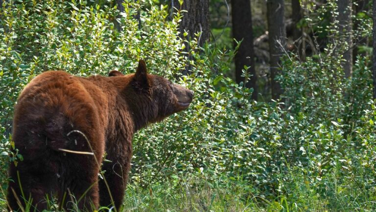 Hunter says they shot a cinnamon-phase bear near dusk in Hells Canyon — and then had to follow it into thick brush where something huge exploded out at arm’s length