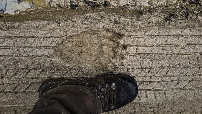 Hunter says he got up in the middle of the night to take a leak in grizzly country — and the next morning the guide showed him bear tracks stamped right over his own boot prints