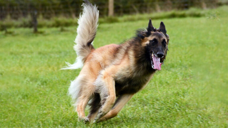 20 dog breeds that are too much dog for most owners