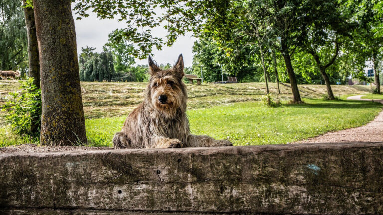 15 dog breeds that get blamed for “attitude” when they need structure