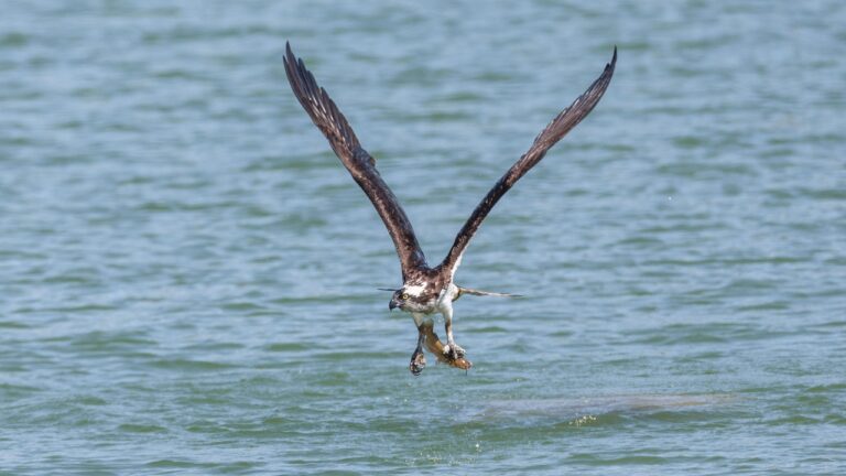 A Bird of Prey Stole His Bobber, and Fishermen Had Plenty To Say About It