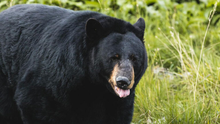 15 U.S. states where black bears are causing more trouble for landowners