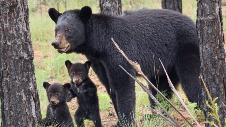Hunter says a mama bear sat down under his tree stand and started tugging on his safety line — and for a few minutes he thought she might actually pull him right out of the tree