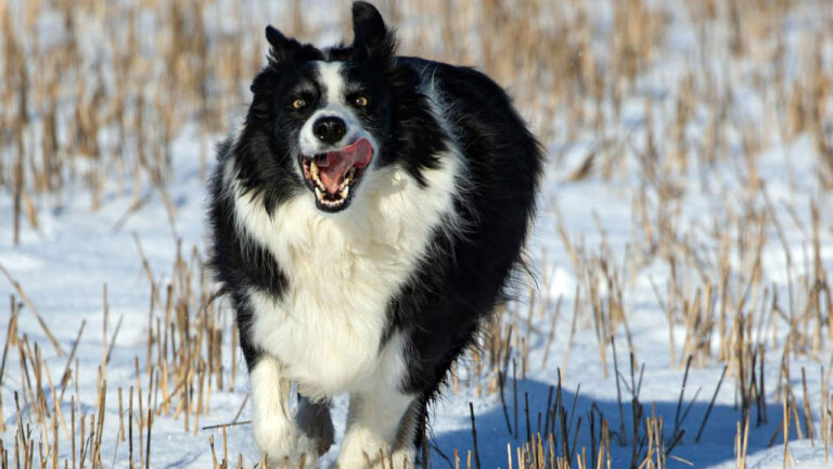 15 dog breeds that get destructive when they’re under-exercised