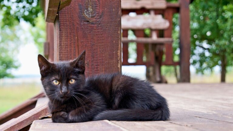 The animals most likely to go after pets when no one is watching