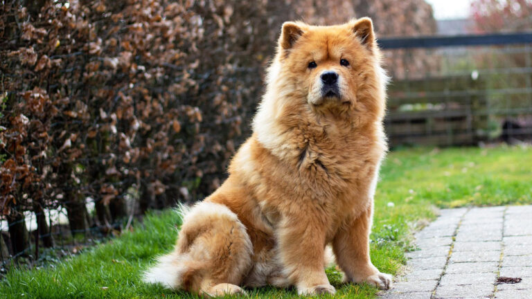 15 dog breeds that do best with experienced owners