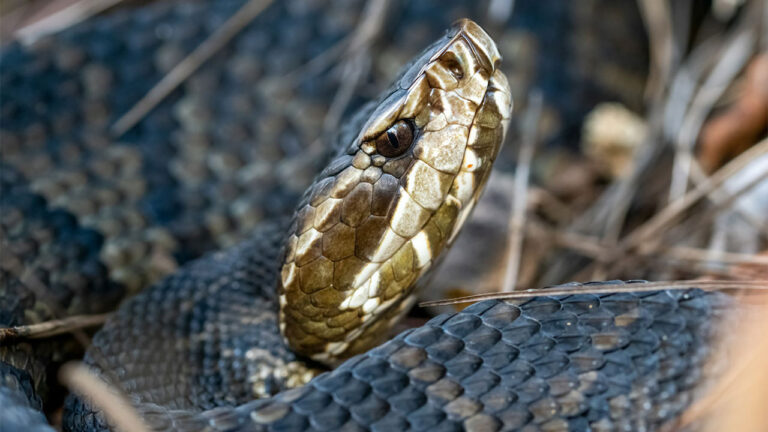 15 U.S. states where snakes are becoming harder to ignore